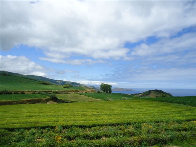 Σάο Μιγκέλ (Porto Formoso-Tea plant)