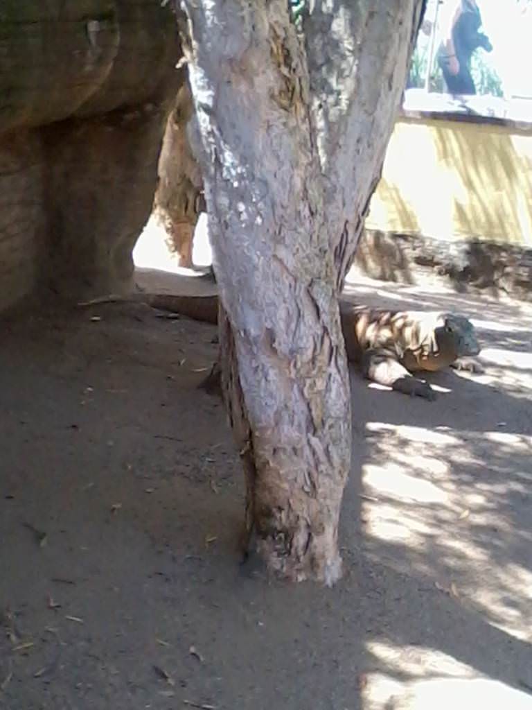 Σίδνει - Taronga Zoo - Δράκος Κομόντο