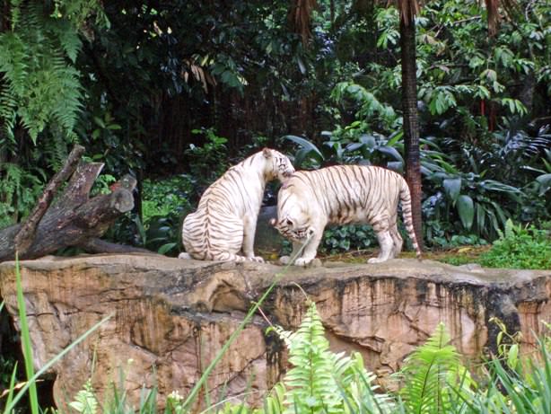 Σιγκαπούρη, ζωολογικός κήπος