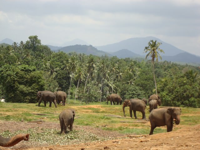 Σρι Λάνκα- Κάντυ, Ορφανοτροφείο Ελεφάντων