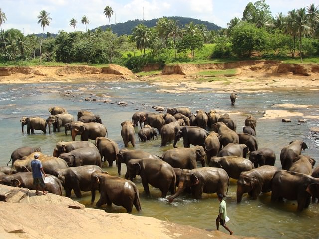 Σρι Λάνκα- Κάντυ, Ορφανοτροφείο Ελεφάντων