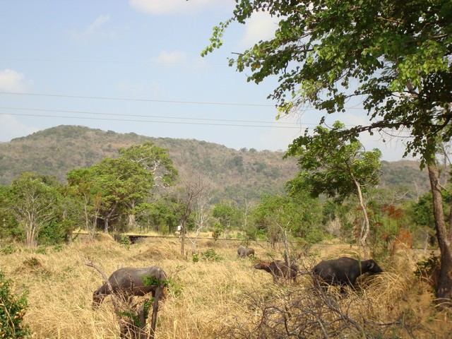 Σρι Λάνκα- Σαφάρι Ελέφαντα