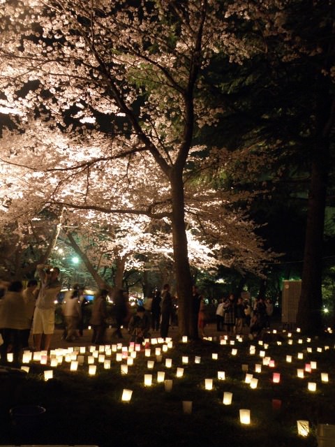 Στο cherry blossom festival της Takada