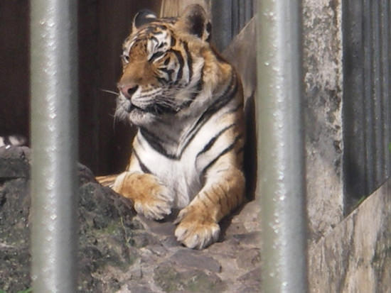 Τίγρη στο κλουβί στο Casela Bird park