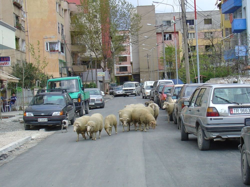 Τίρανα βουκολικόν. τραβηγμένη 5 λεπτά από το κέντρο. με τα πόδια!!