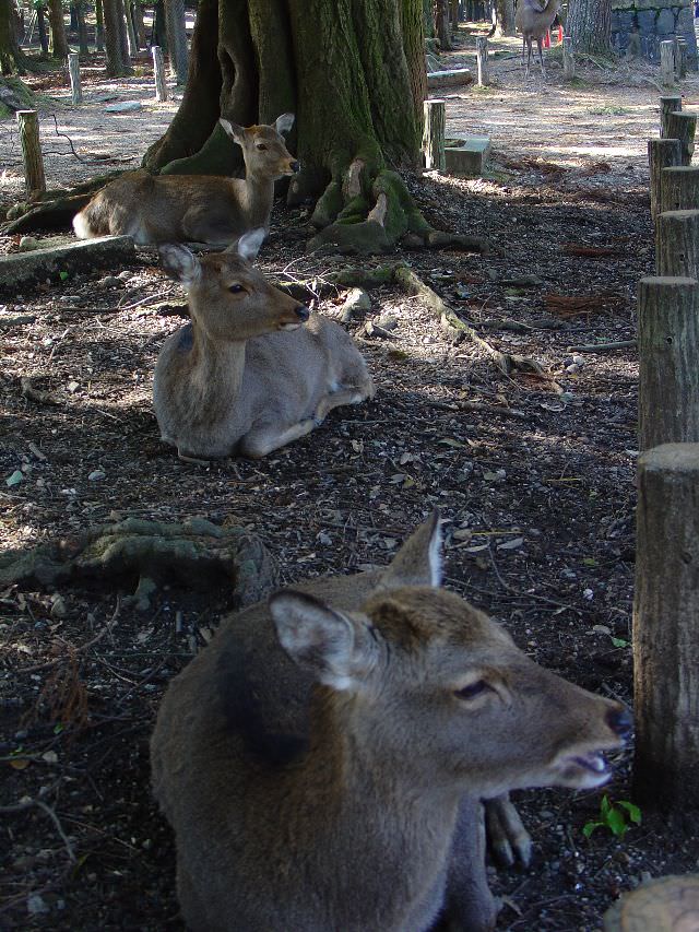 Τα ελάφια της Nara