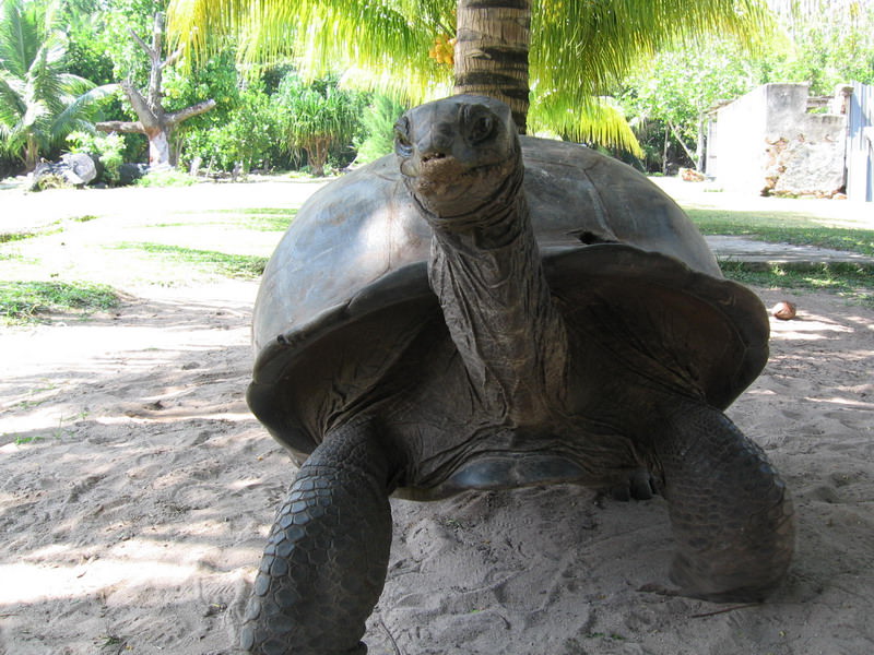 Τεράστια και φιλική χελώνα