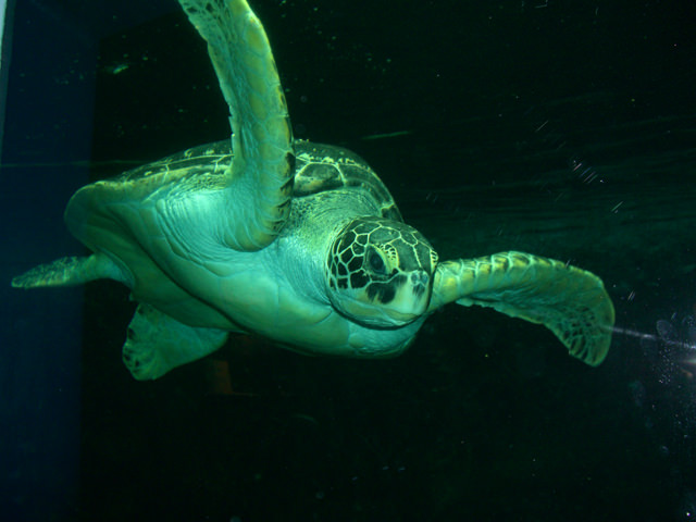 Το ενυδρίο της Βιέννης
