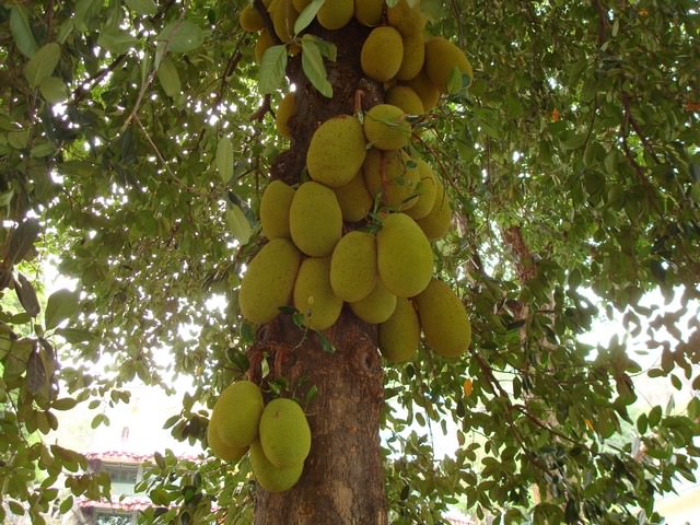 Το εξωτικό φρούτο Jackfruit