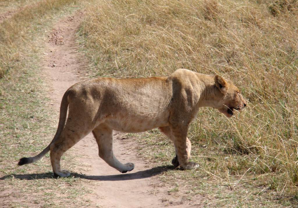 Το νεαρό αρσενικό λιοντάρι έδιωξε το τσακάλι&επιστρέφει