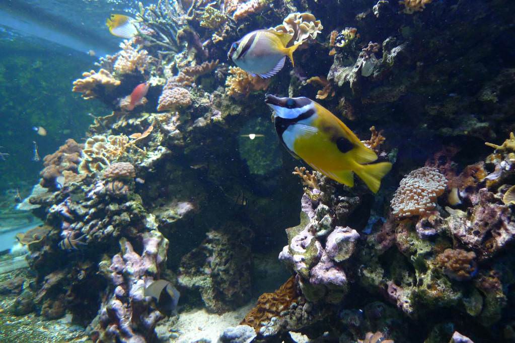 Τροπικό Ενυδρείο (Palais dela Porte Doree)