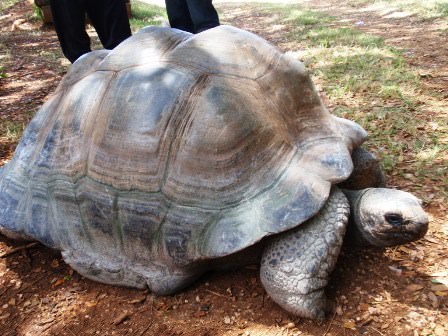 Υπεραιωνόβια χελώνα στο Haller Park