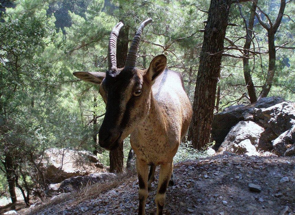 ΦΑΡΑΓΓΙ ΣΑΜΑΡΙΑΣ