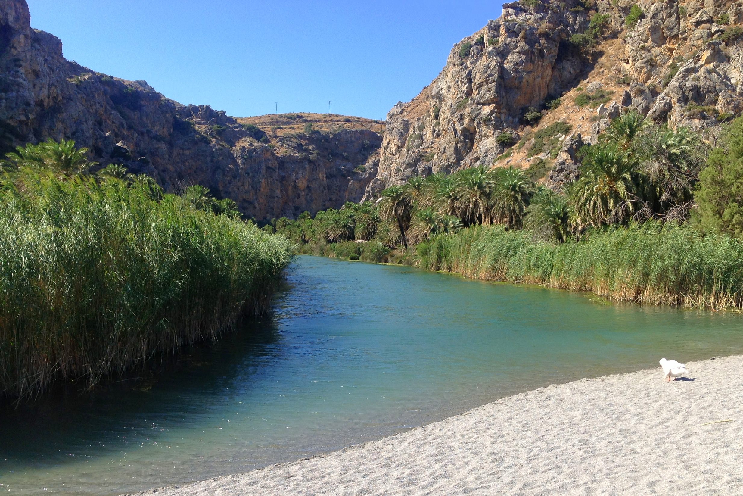 ΦΟΙΝΙΚΟΔΑΣΟΣ ΠΡΕΒΕΛΗΣ