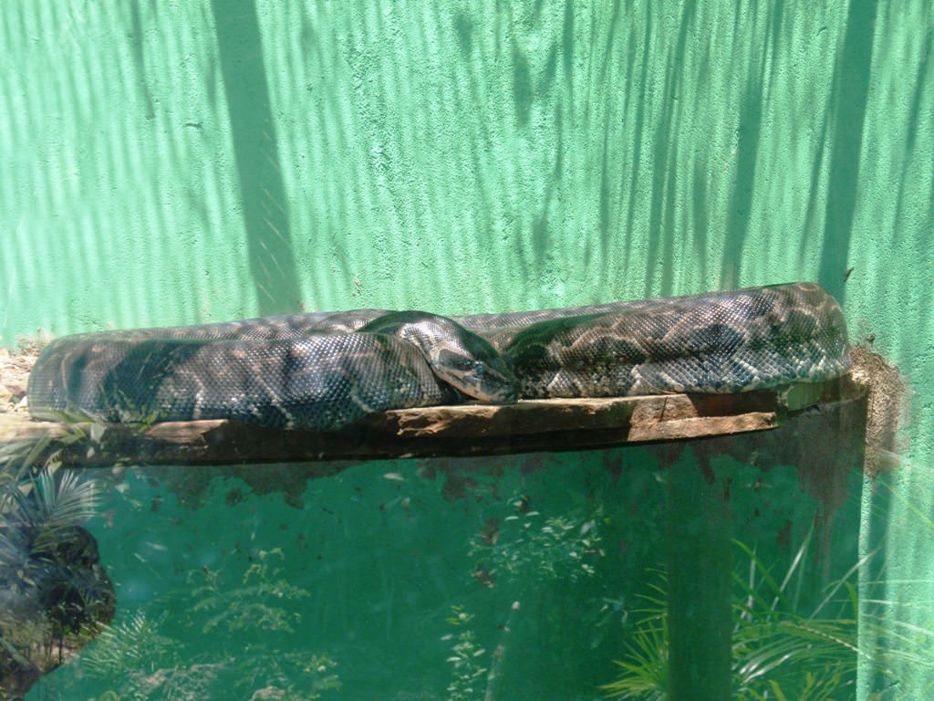 Φίδι στο Haller Park