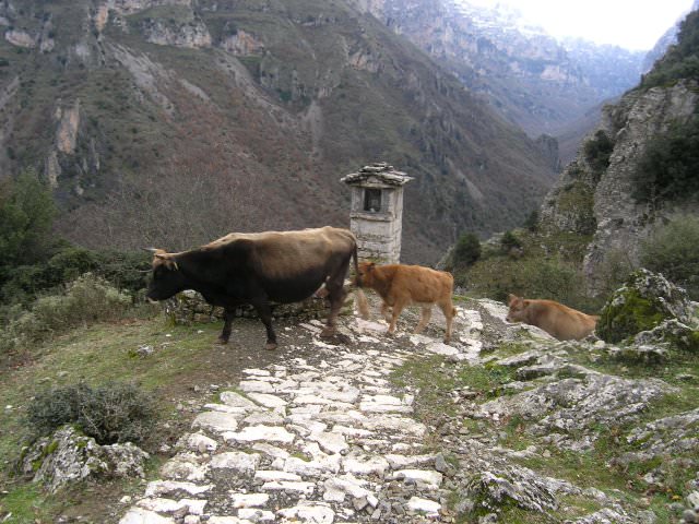 Φαράγγι Βίκου