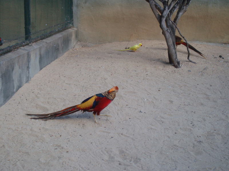 Φασιανός Κίνας