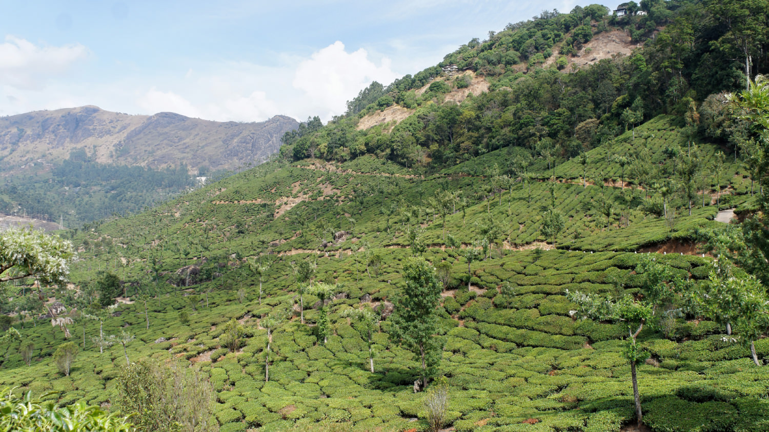 Φυτείες τσαγιού. Munnar, Kerala