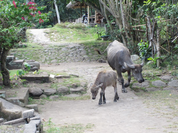 Χωριο Tenganan, Bali