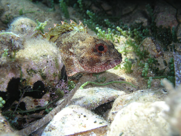 άλλο ένα σκορπιδάκι