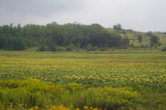 ηλιοτρόπια