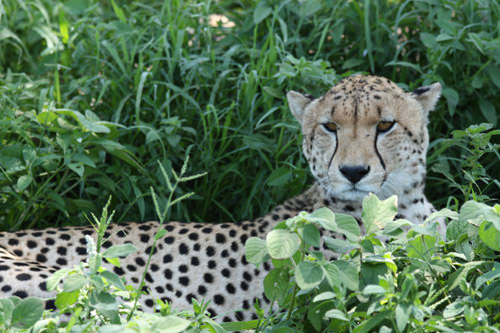 η αρχόντισσα του Serengeti
