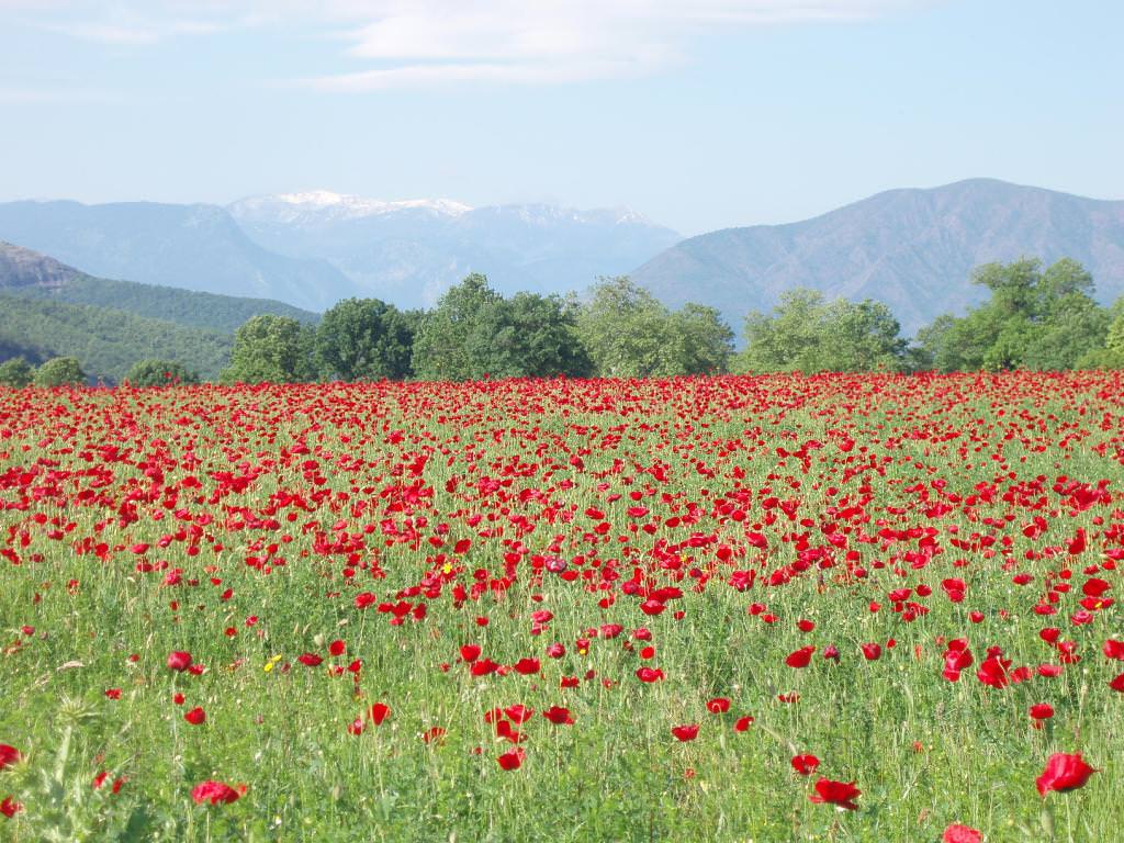 λιβαδι στην καλαμπακα..