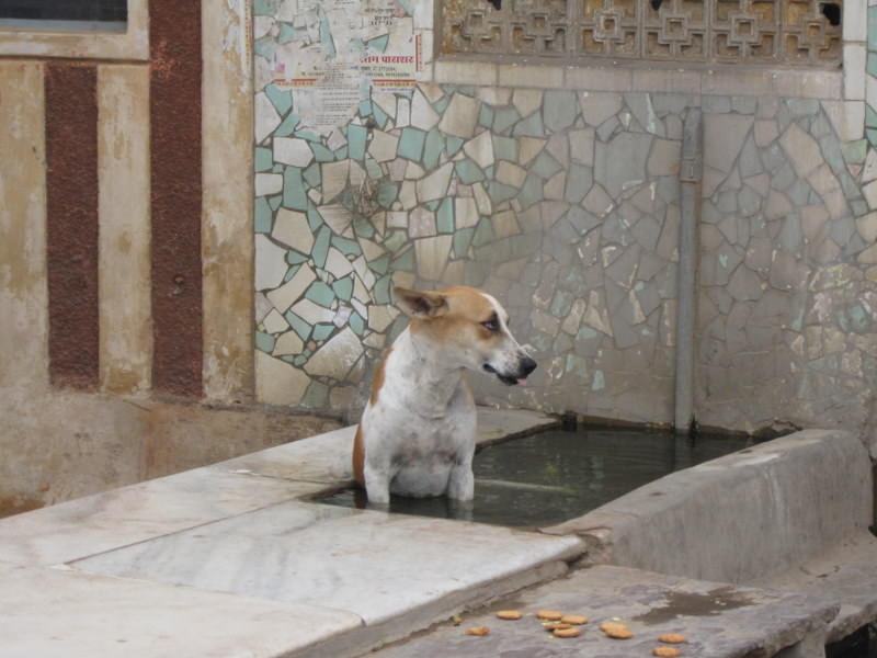 σκύλος στην Πουσκάρ προσπαθεί να βρεί δροσιά
