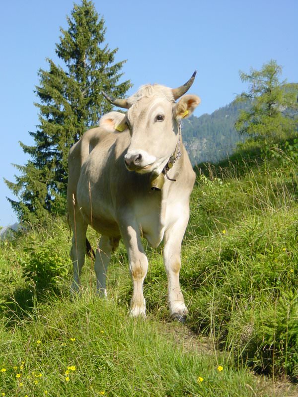 009 A nice Grainau cow at the pasture at the Hohenrain plateau