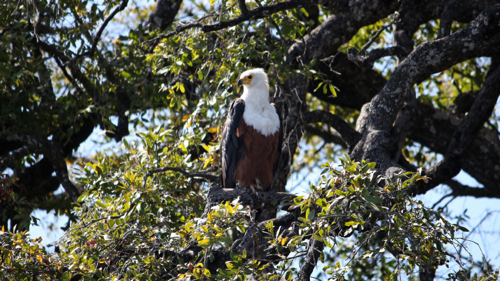 African fish eagle (Haliaeetus vocifer)