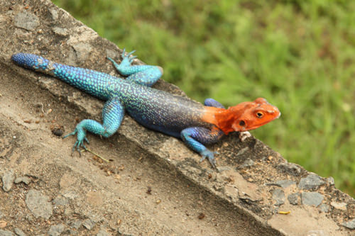 Akama lizard