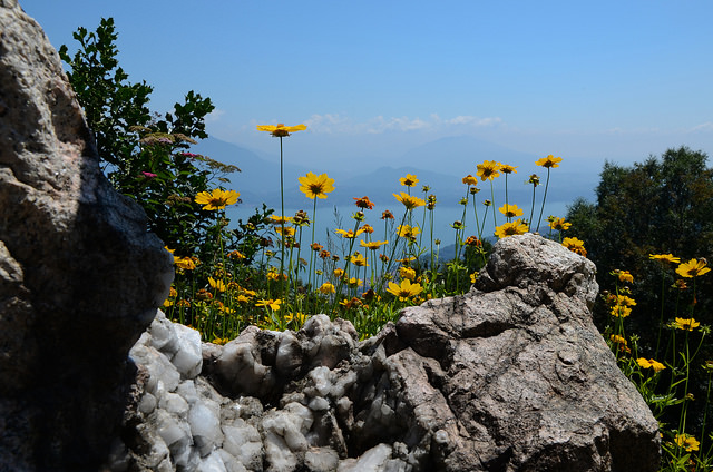 alpino-maggiore