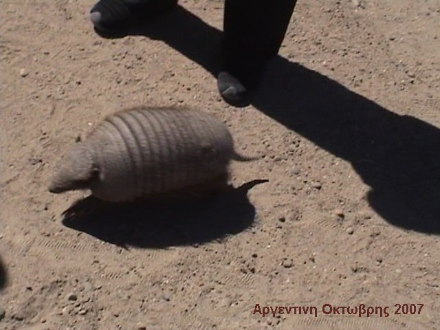 Armadillo αλλο ενα γλυκυτατο ζωακι της Αργεντινης