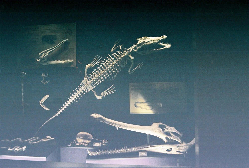 Australian Museum - Κροκόδειλοι