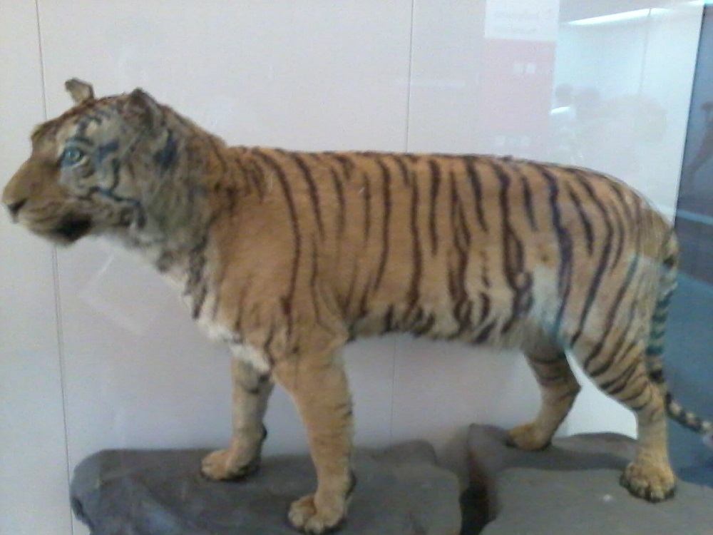 Australian Museum - Τίγρη