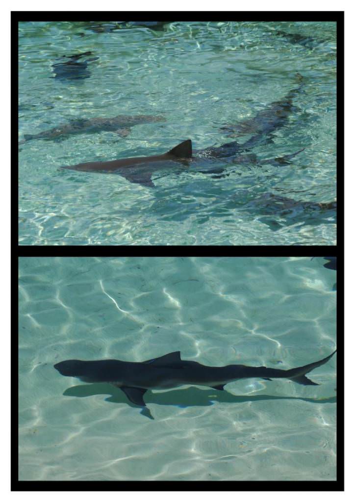 Bahamas - Lemon Shark