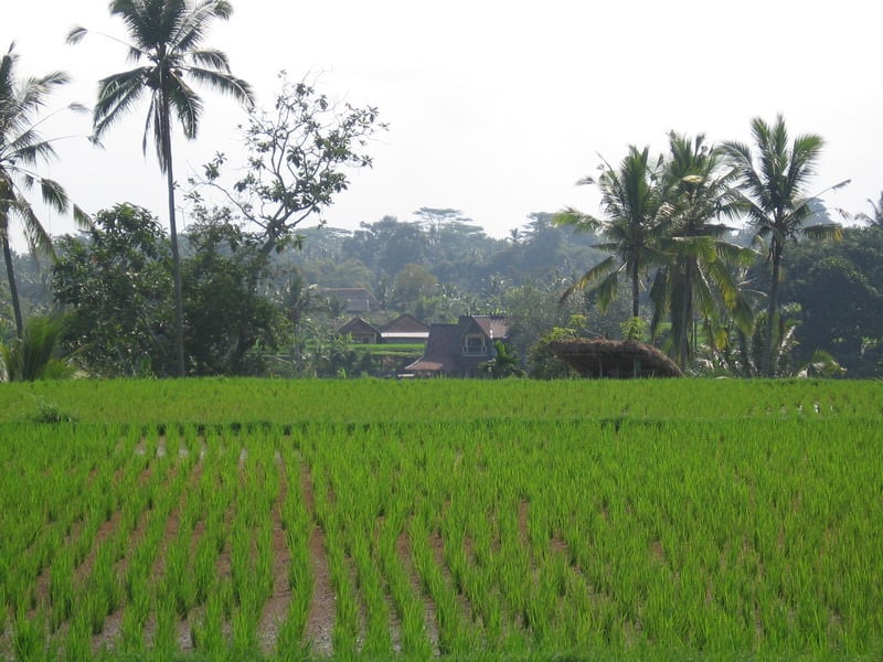 Bali, Ubud