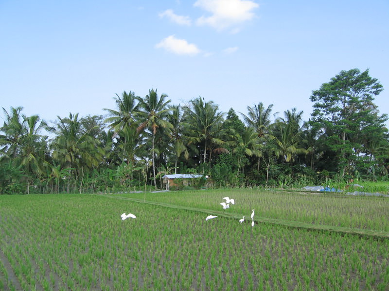 Bali, Ubud