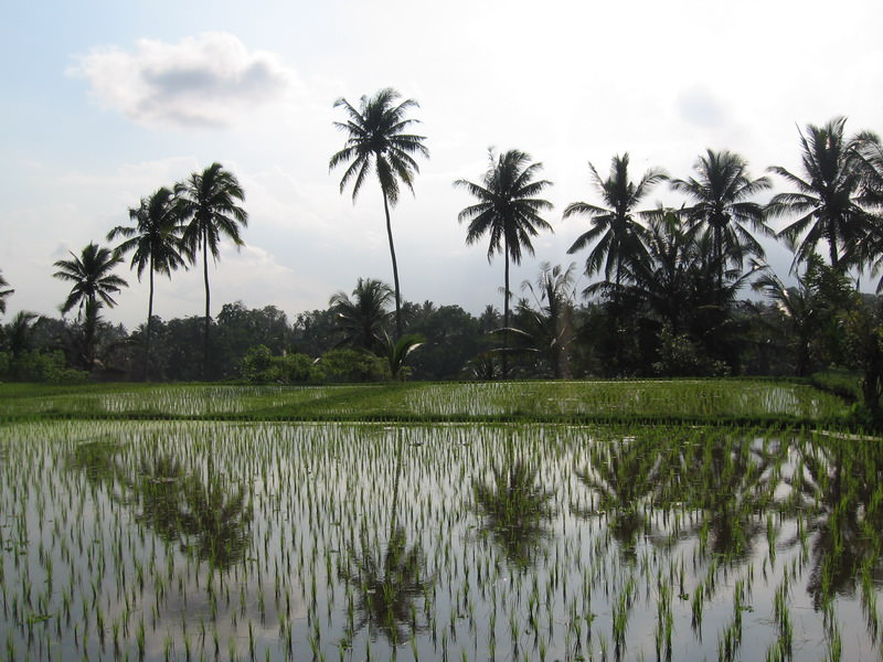 Bali, Ubud