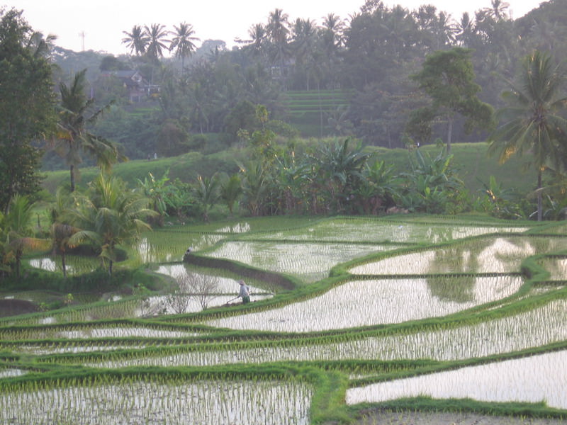 Bali, Ubud