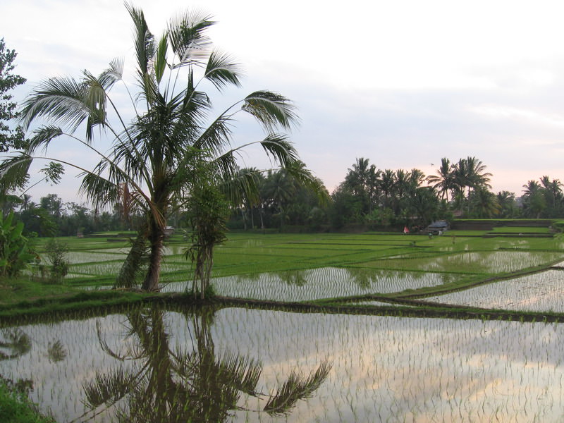 Bali, Ubud