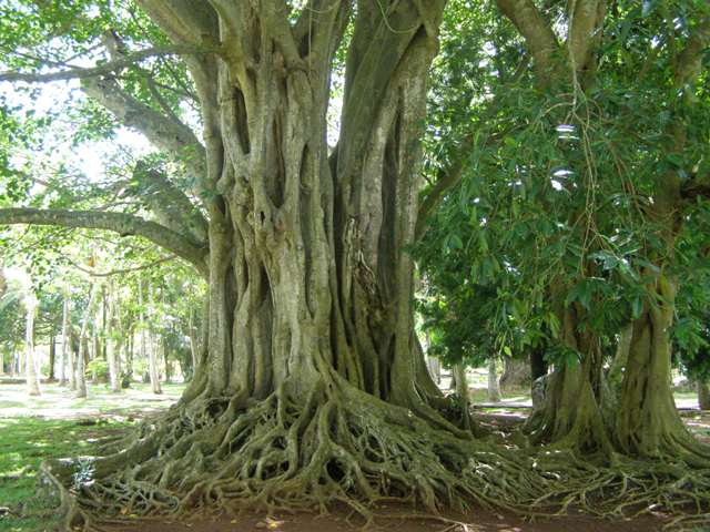banyan_tree
