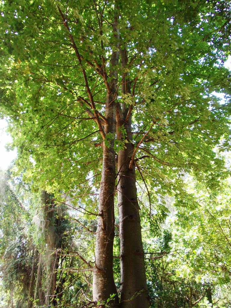 Baobab tree στο Haller Park