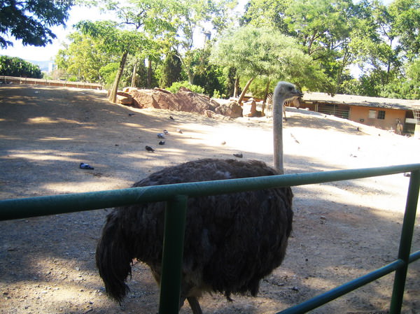 Barcelona Zoo