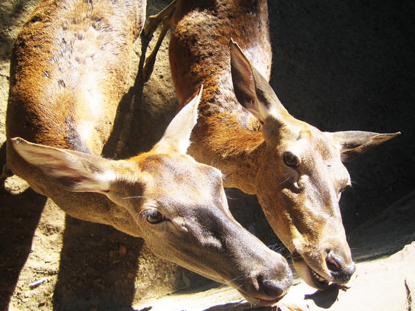 Barcelona Zoo