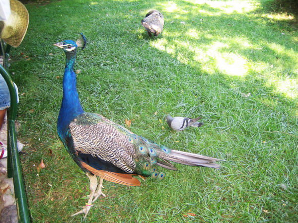 Barcelona Zoo