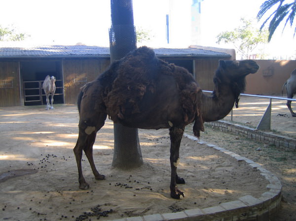 Barcelona Zoo
