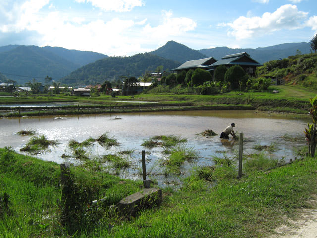 Bario, Kelabit Highlands, Sarawak