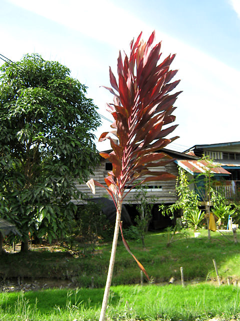 Bario, Kelabit Highlands, Sarawak