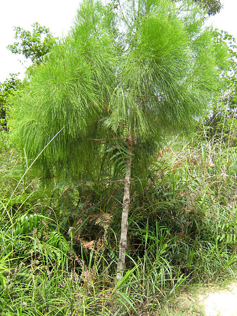 Bario, Kelabit Highlands, Sarawak